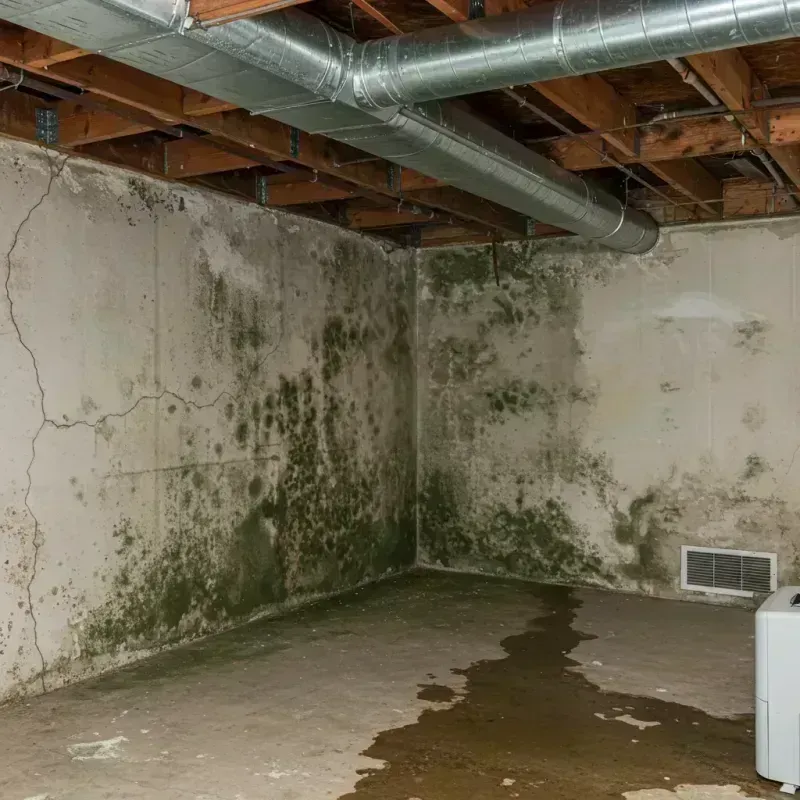 Professional Mold Removal in Alum Creek, WV